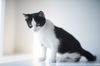 Simone (black and white kitten)