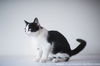 Simone (black and white kitten)