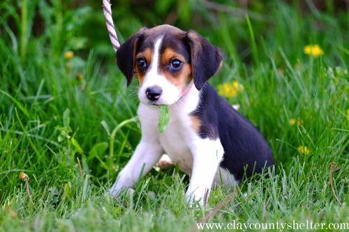 Pepper- foxhound pup