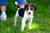 Pepper- foxhound pup