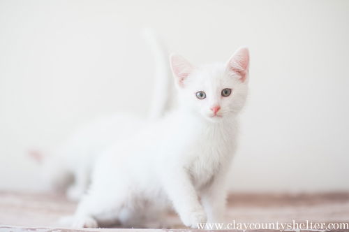 White kitten 1