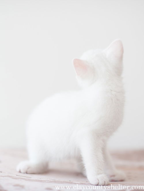 White Kitten 2