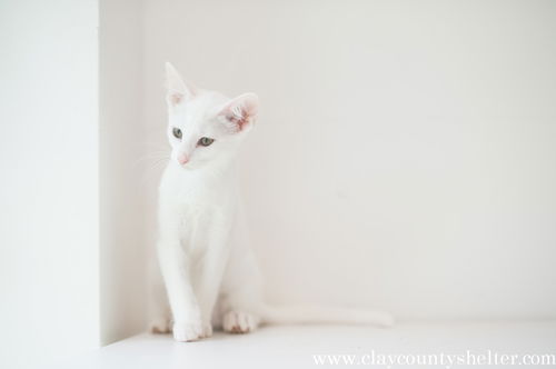 White Kitten 5