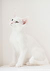 White Kitten 5