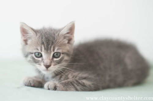 may-14 cat-7 (kitten)
