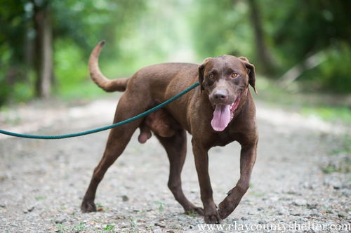 Scooby (choc lab)