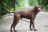 Scooby (choc lab)