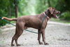 Scooby (choc lab)