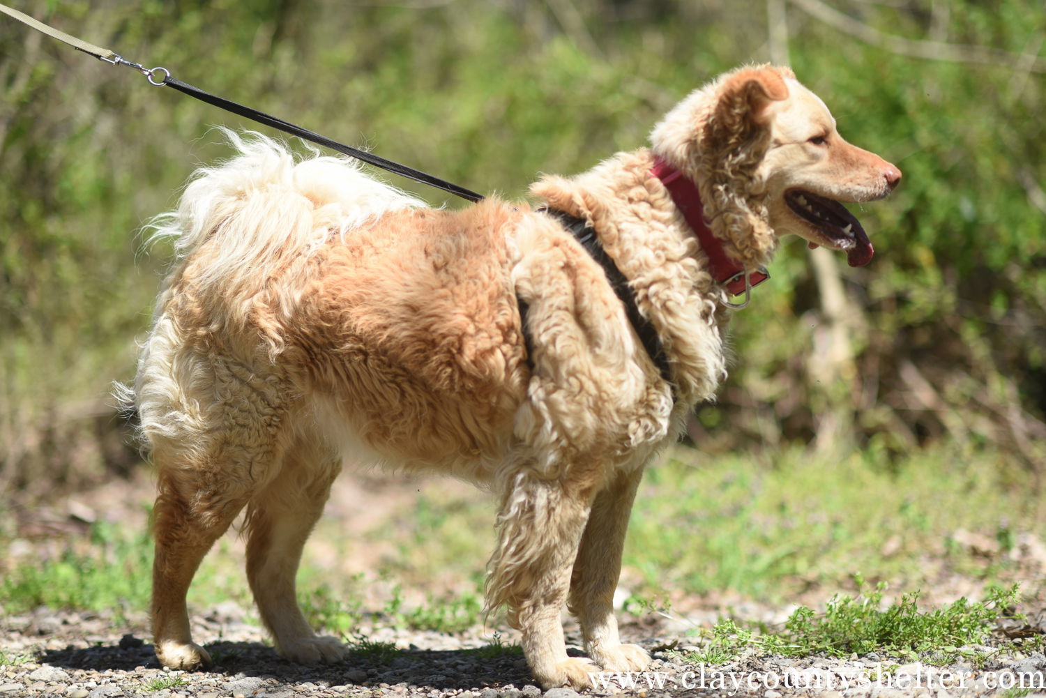 Golden chow clearance mix adoption