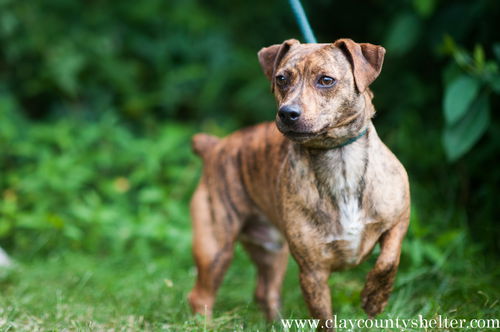 Rocky (terrier mix NM)