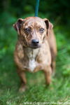 Rocky (terrier mix NM)