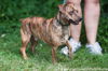 Rocky (terrier mix NM)
