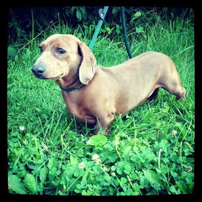 sophie (standard dachchund)