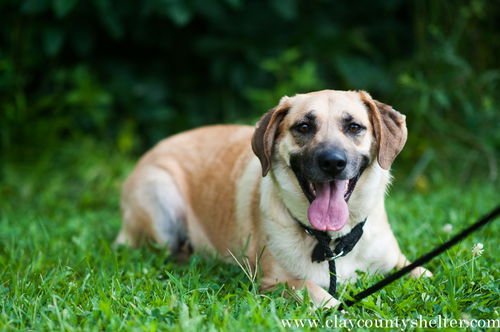Molly (lab/shep)