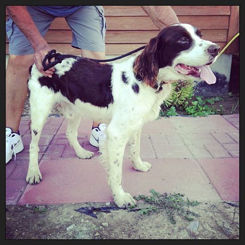 Springer