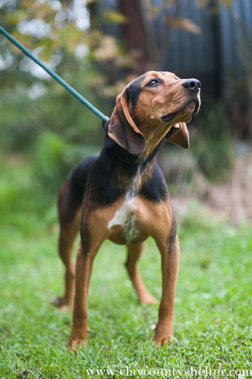 John Wayne (coonhound)