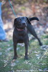 Lady (Pink Collar)