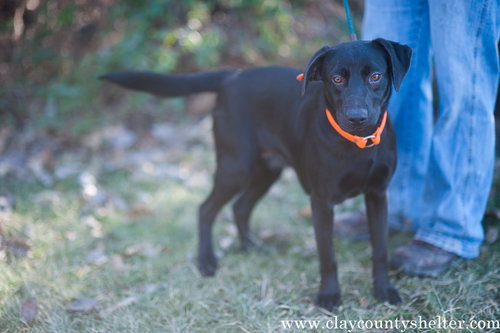 Brownie (orange collar)