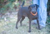 Brownie (orange collar)