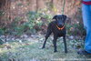 Brownie (orange collar)