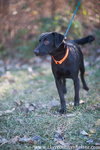 Brownie (orange collar)