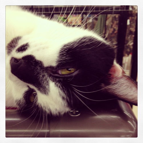 Smudge