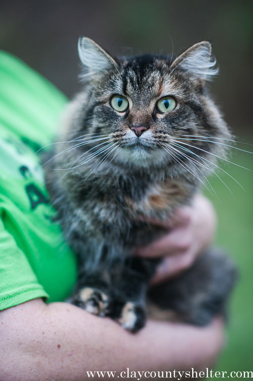 Sassy (spay female)
