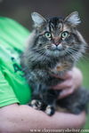 Sassy (spay female)