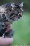 Sassy (spay female)