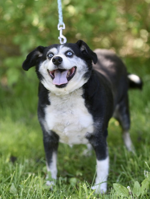 Boscoe