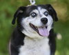 Boscoe