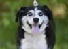 Boscoe
