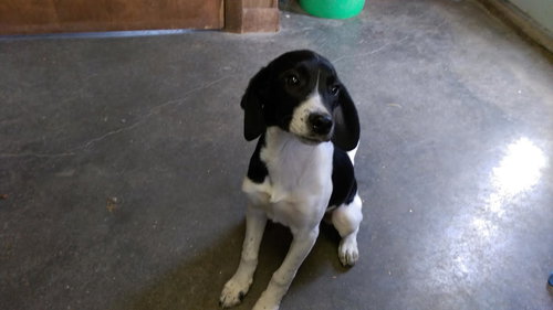 Bonnie (beagle terrier)