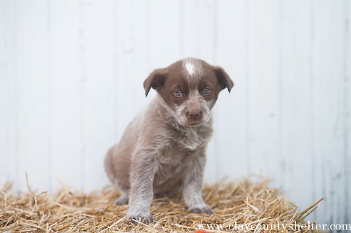 Brownie