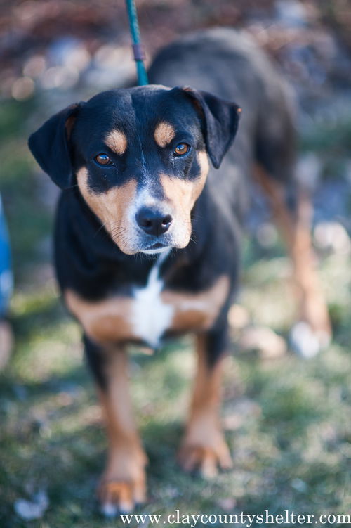 Rizzo (Rott/Pit)