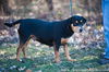 Rizzo (Rott/Pit)