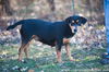 Rizzo (Rott/Pit)