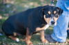 Rizzo (Rott/Pit)