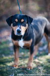 Rizzo (Rott/Pit)