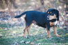 Rizzo (Rott/Pit)