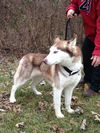 Yoshi (red Husky Male)