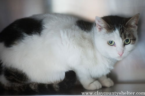 White w/tabby spots (spay female)