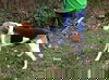 Foxhound (male)