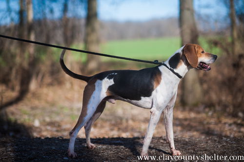 Foxhound (male)