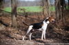 Foxhound (male)