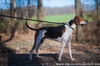 Foxhound (male)