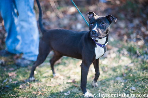 Lacey (pitbull-female)