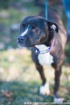 Lacey (pitbull-female)