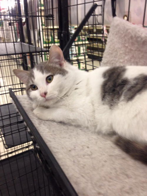 White cat with Grey spots (female)