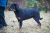 Romeo